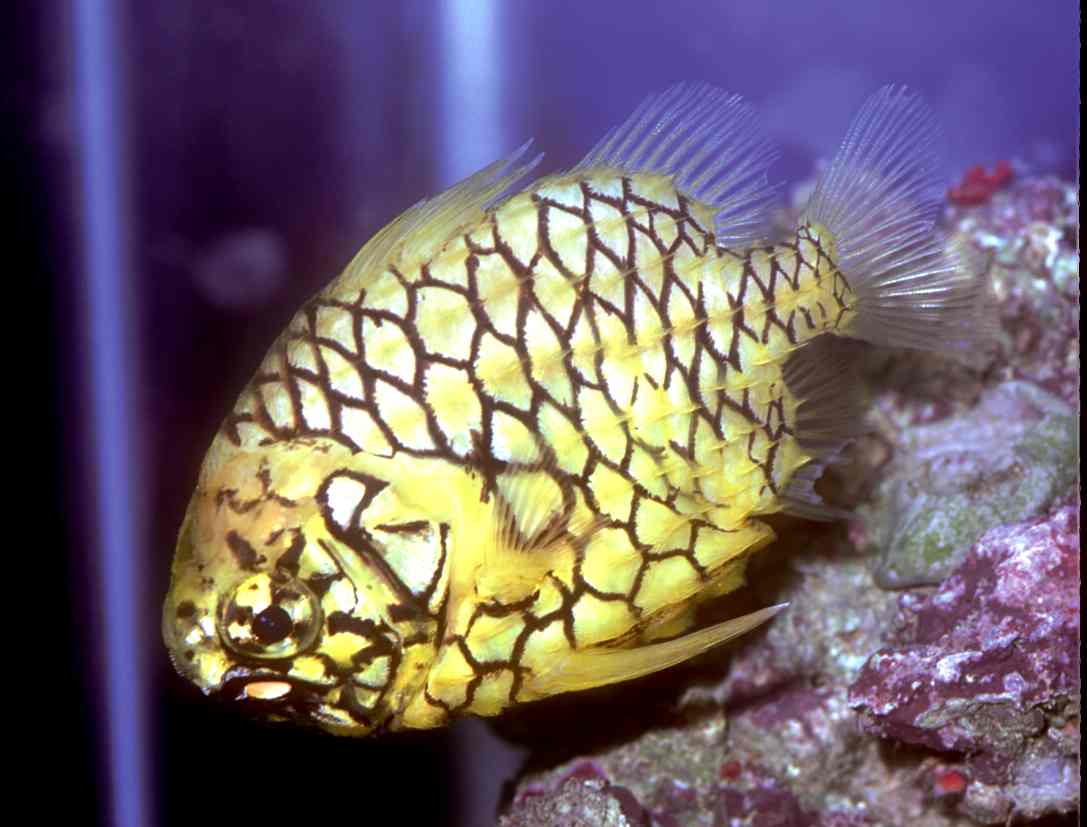  Monocentrus japonicus (Japanese Pinecone Fish)